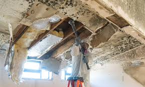 Best Mold Prevention Services  in Shady Hollow, TX